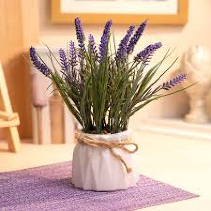 Лаванда в Лисаковске