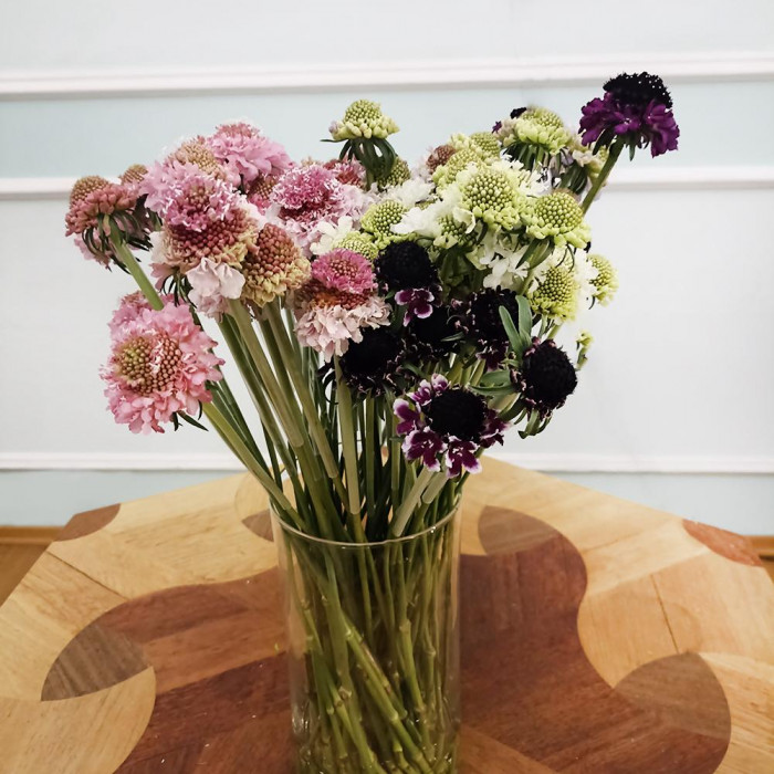 Скобиоза в Лисаковске