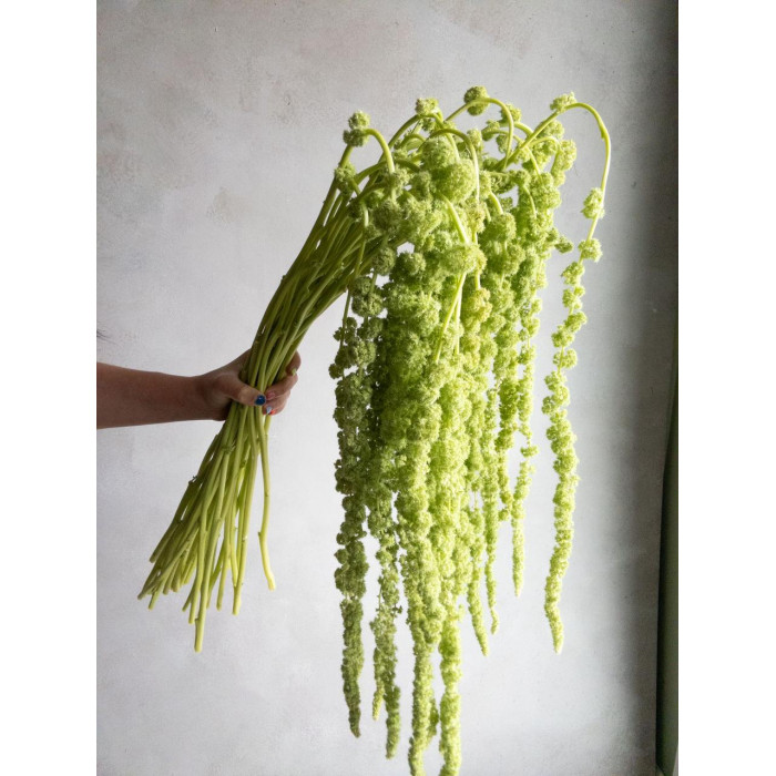 Амарантус в Лисаковске