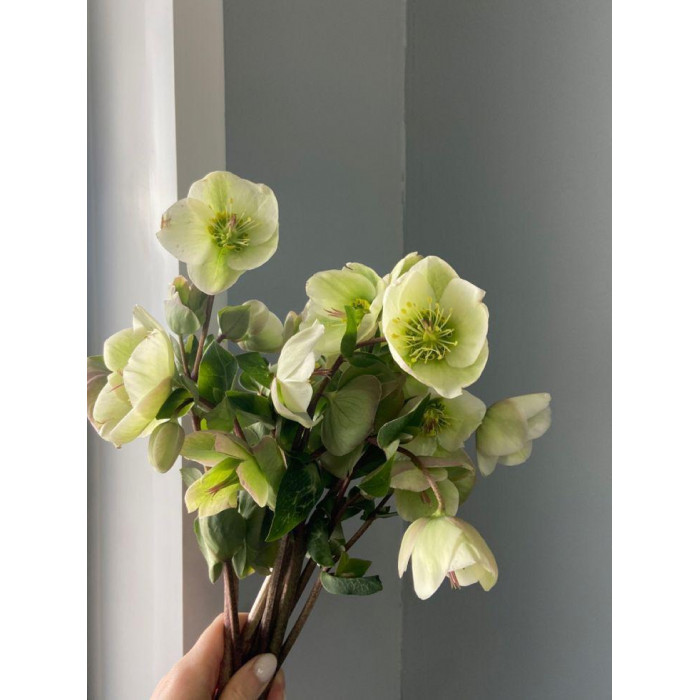 Хелеборус в Лисаковске