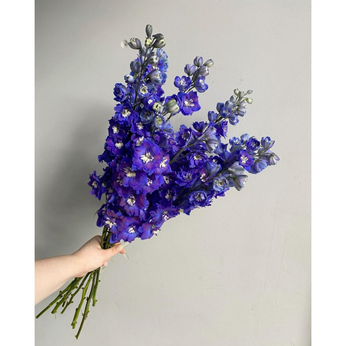 Делфиниум в Лисаковске