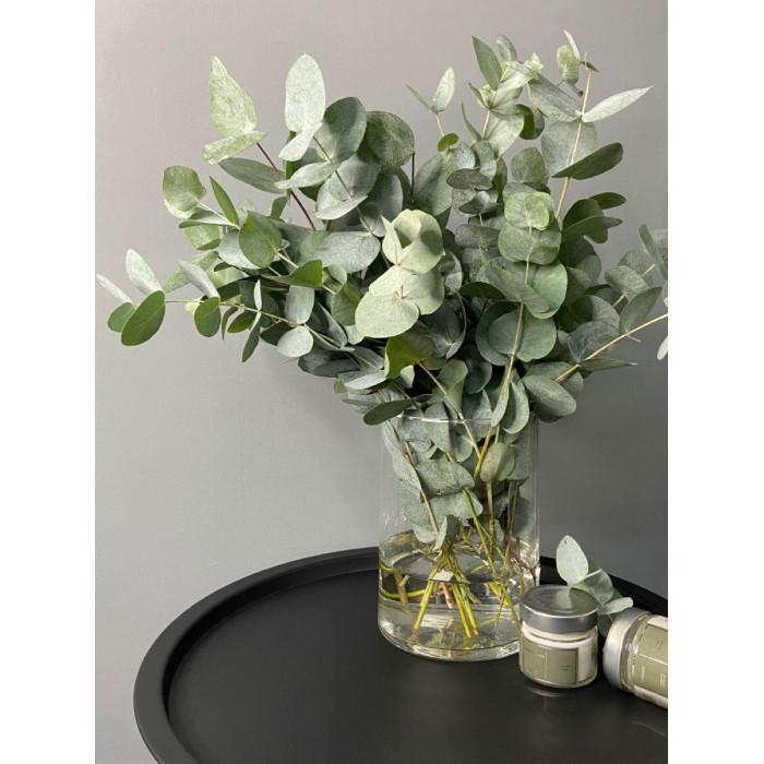 Эвкалипт в Лисаковске