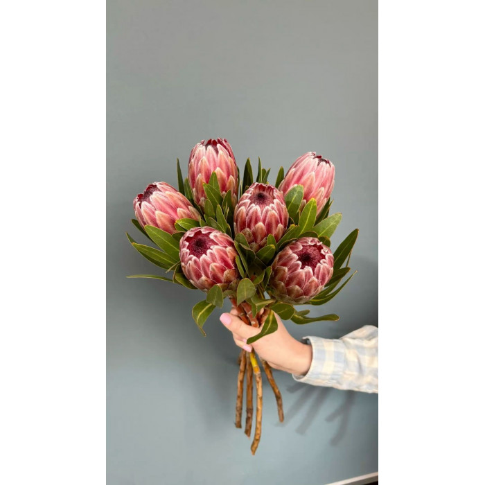 Протея в Лисаковске