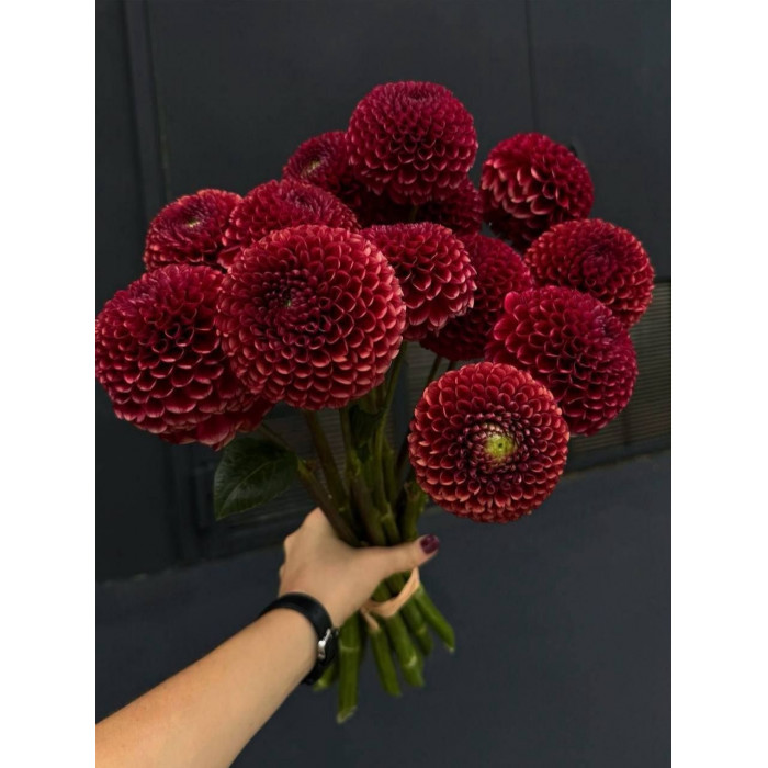 Георгины в Лисаковске