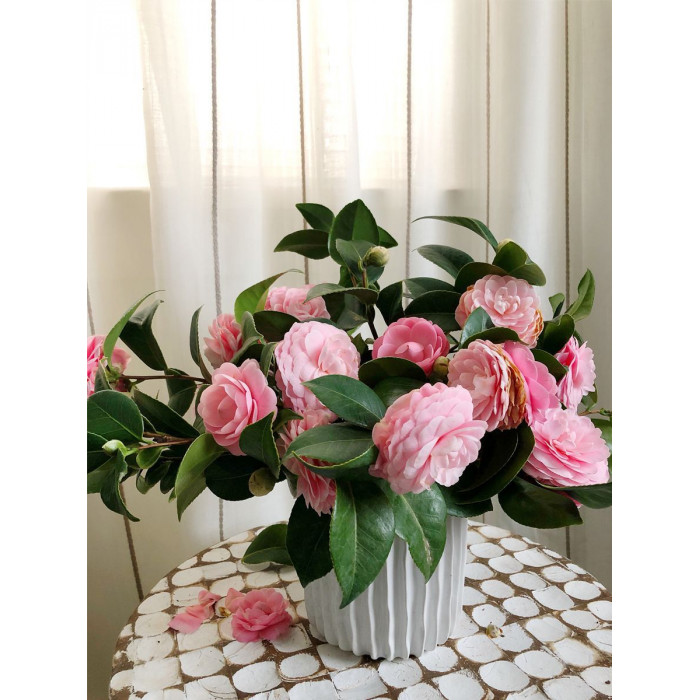 Камелия в Лисаковске