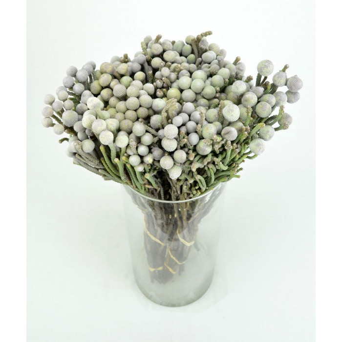 Бруния в Лисаковске