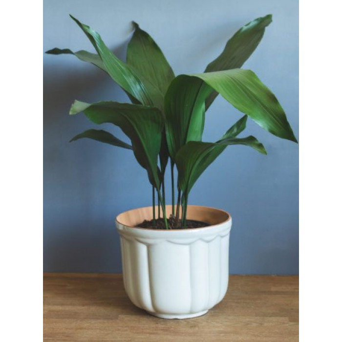 Аспидистра в Лисаковске