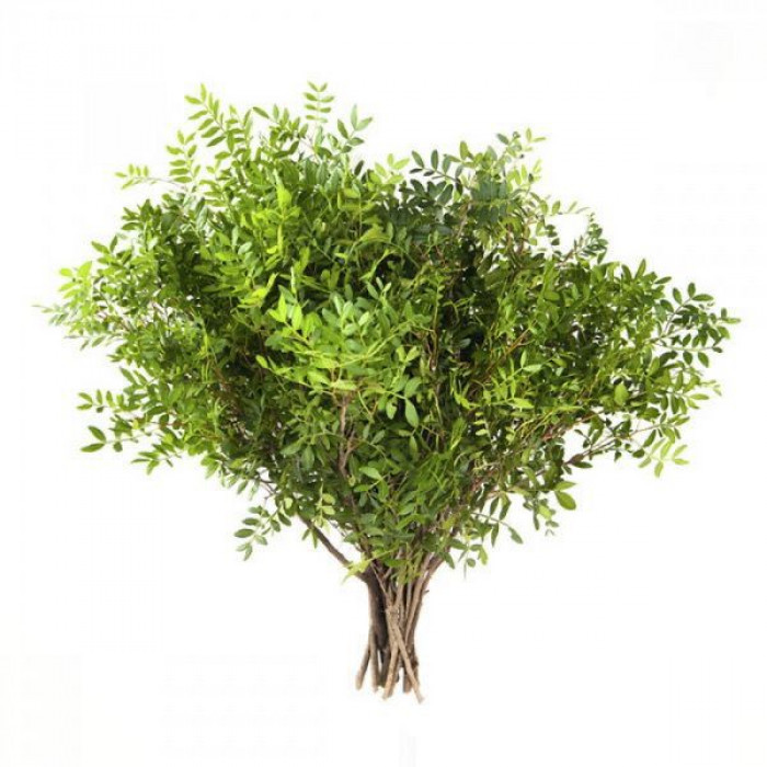 Писташ в Лисаковске