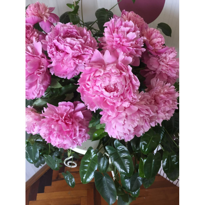 Пион древовидный в Лисаковске