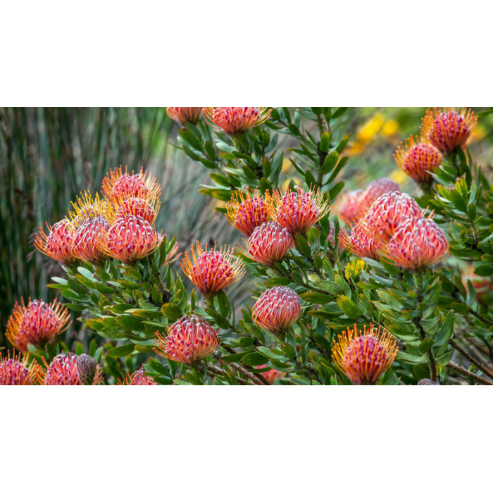 Леукоспермум в Лисаковске