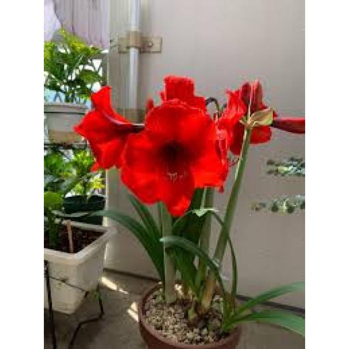 Амариллис в Лисаковске