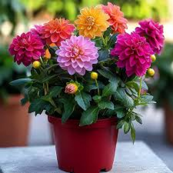 Георгины в Лисаковске