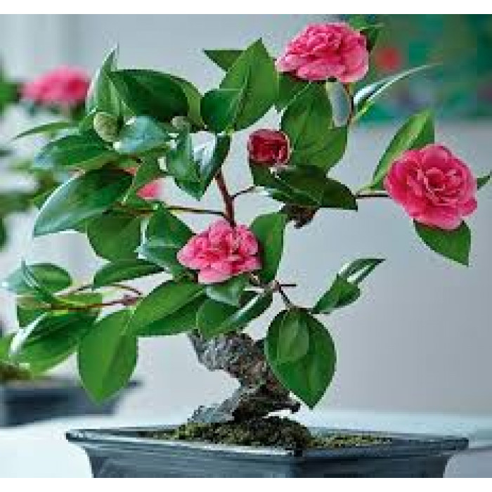 Камелия в Лисаковске