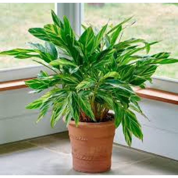 Альпиния в Лисаковске