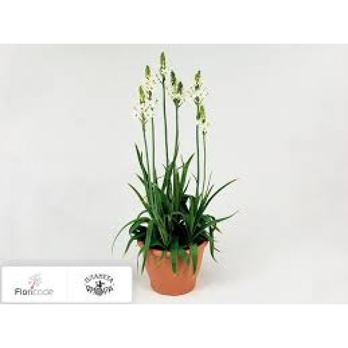 Орнитогалум в Лисаковске