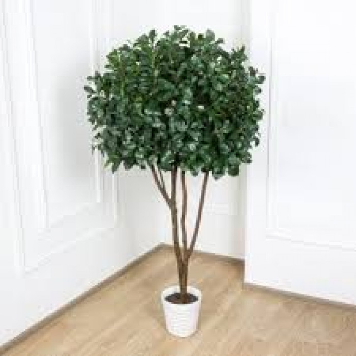 Рускус в Лисаковске