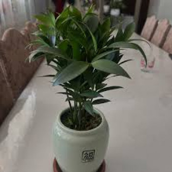 Рускус в горшке